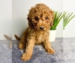 Small #1 Goldendoodle (Miniature)