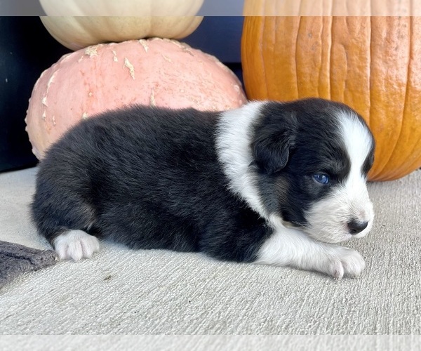Medium Photo #3 Australian Shepherd Puppy For Sale in LODA, IL, USA