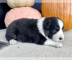 Small #2 Australian Shepherd