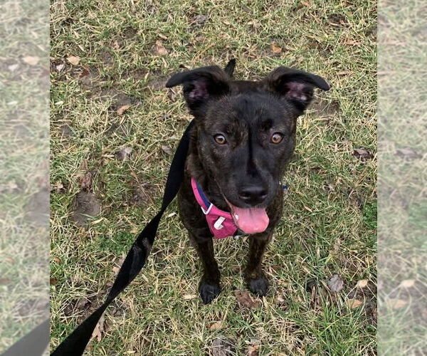 Medium Photo #13 Mutt Puppy For Sale in Holly Springs, NC, USA