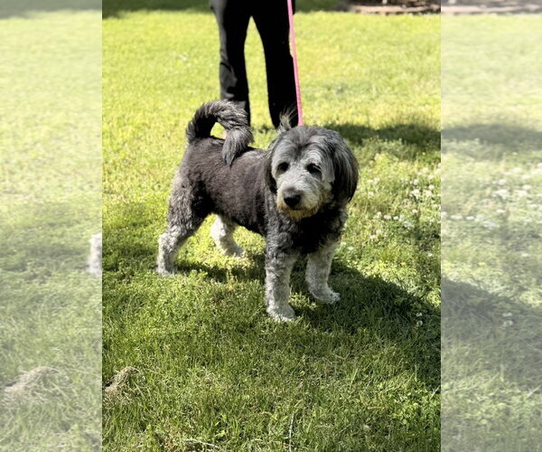 Medium Photo #4 Mutt Puppy For Sale in Yardley, PA, USA