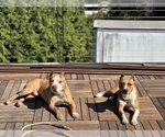 Small Photo #1 American Pit Bull Terrier Puppy For Sale in SEATTLE, WA, USA
