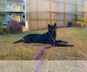 Mutt Dogs for adoption in Bullard, TX, USA