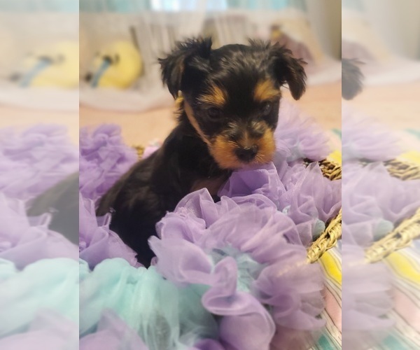 Medium Photo #3 Yorkshire Terrier Puppy For Sale in NEVADA, TX, USA