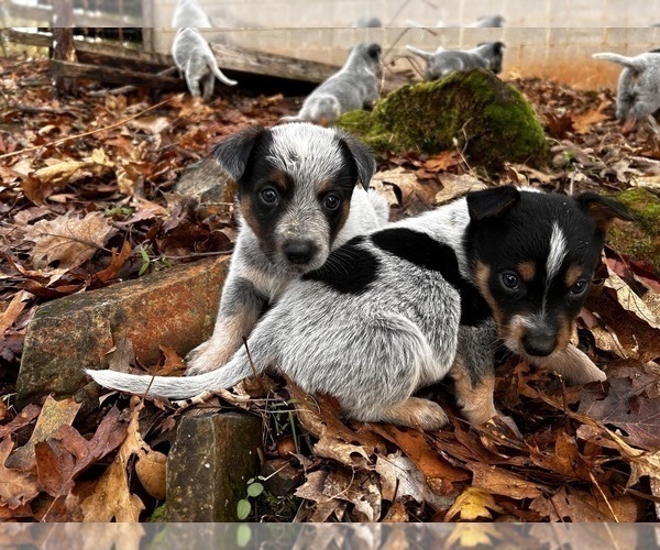 Medium Photo #6 Australian Cattle Dog Puppy For Sale in OREGON HOUSE, CA, USA