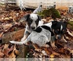 Small #5 Australian Cattle Dog