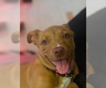 Small American Pit Bull Terrier Mix