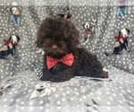 Small #4 ShihPoo