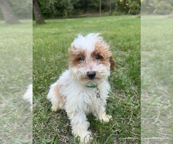 Medium Photo #28 Poodle (Miniature) Puppy For Sale in DURHAM, CT, USA