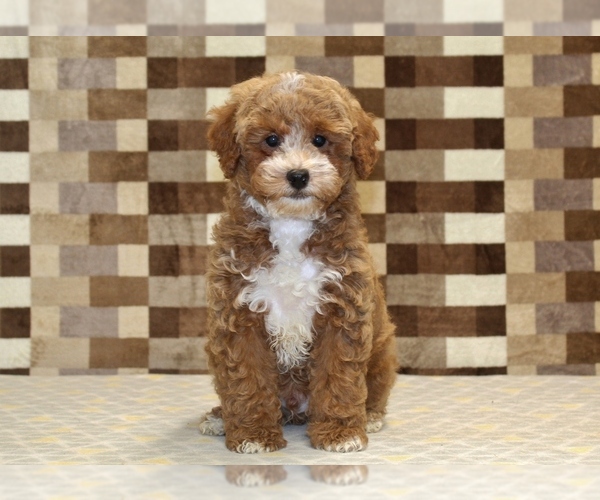 Medium Photo #3 Poodle (Miniature) Puppy For Sale in DENVER, PA, USA