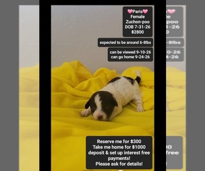 Poodle (Toy)-Zuchon Mix Puppy for sale in TUCSON, AZ, USA