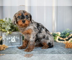 Small #2 Cavapoo
