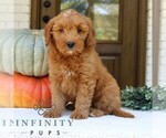Small #2 Goldendoodle (Miniature)