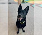 Small #2 German Shepherd Dog Mix