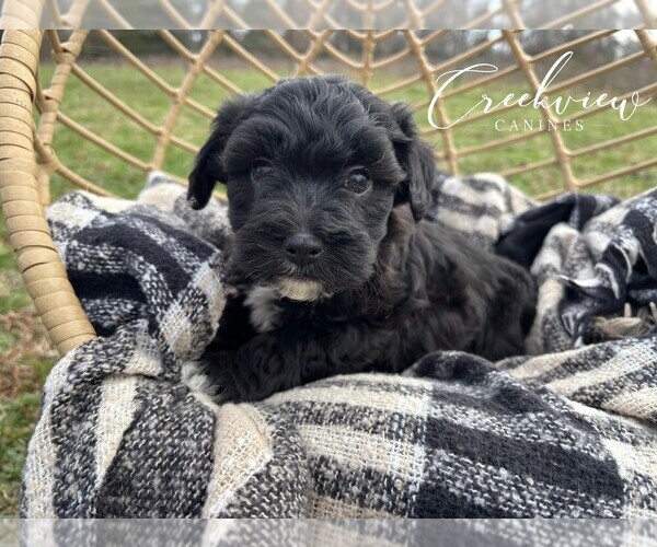 Medium Photo #1 Havapoo Puppy For Sale in NIANGUA, MO, USA