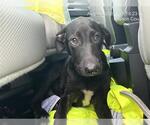 Small Labrador Retriever Mix