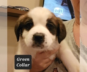 Saint Bernard Puppy for sale in BERESFORD, SD, USA