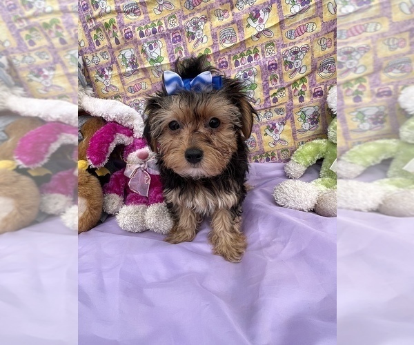 Medium Photo #8 YorkiePoo Puppy For Sale in BOLINGBROOK, IL, USA