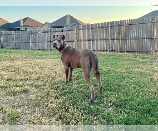 Medium Photo #4 Mutt Puppy For Sale in OKLAHOMA CITY, OK, USA