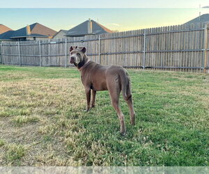 Remi - Female Mutt Dog for Adoption - Photo #4