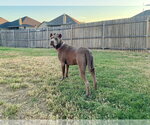 Small Photo #4 Mutt Puppy For Sale in OKLAHOMA CITY, OK, USA
