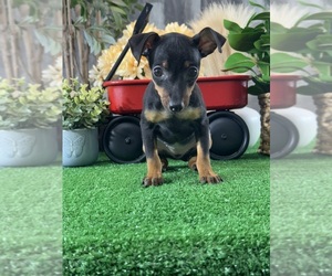 Miniature Pinscher Puppy for sale in CANOGA, NY, USA