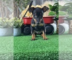 Small Miniature Pinscher