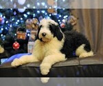 Small Photo #2 Old English Sheepdog Puppy For Sale in STANLEY, VA, USA