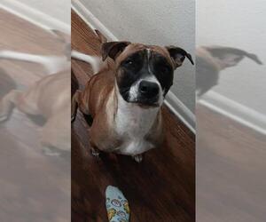 American Staffordshire Terrier-Unknown Mix Dogs for adoption in San Antonio, TX, USA