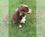 Small #1 Australian Shepherd Mix