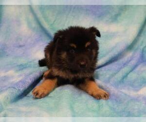 Mutt Dogs for adoption in Thief River Falls, MN, USA