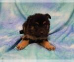 Small Mutt
