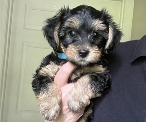 YorkiePoo Puppy for sale in MURFREESBORO, TN, USA