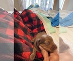 Puppy Puppy 3 Dachshund
