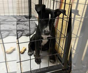 Mutt Dogs for adoption in Sugar Land, TX, USA