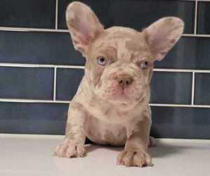 French Bulldog Puppy for Sale in PORT READING, New Jersey USA