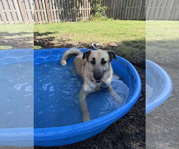 Medium Photo #3 German Shepherd Dog-Great Pyrenees Mix Puppy For Sale in Gretna, NE, USA