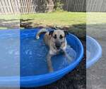 Small #2 German Shepherd Dog-Great Pyrenees Mix