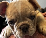 Small #2 French Bulldog