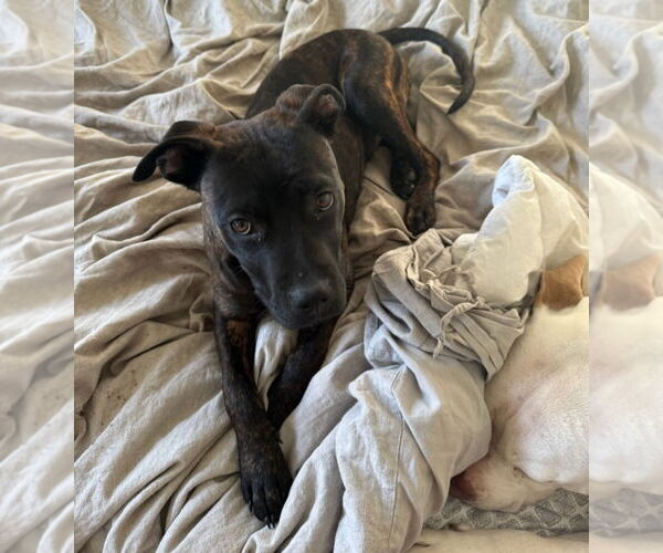 Medium Photo #5 American Pit Bull Terrier-American Staffordshire Terrier Mix Puppy For Sale in Chester, VA, USA