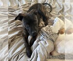 Small #4 American Pit Bull Terrier-American Staffordshire Terrier Mix