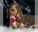 Small #3 Dachshund