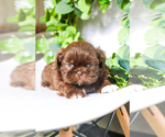 Small #7 Shih Tzu