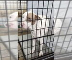 Small #2 American Staffordshire Terrier-Labrador Retriever Mix