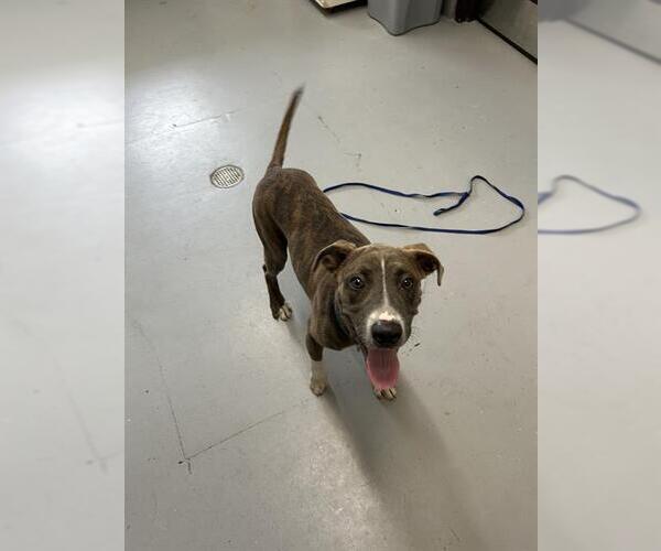 Medium Photo #1 American Pit Bull Terrier Puppy For Sale in Corpus Christi, TX, USA