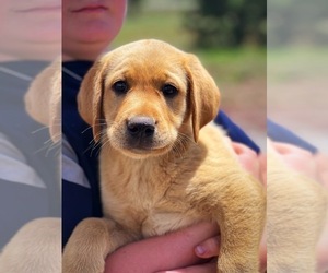 Labrador Retriever Puppy for sale in FLAGSTAFF, AZ, USA