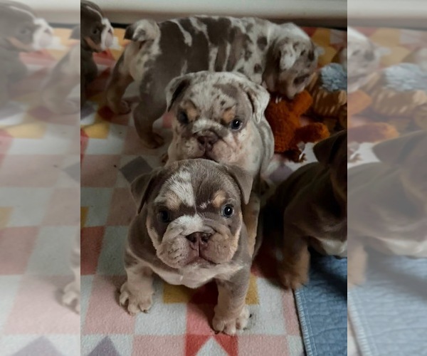 Medium Photo #2 English Bulldog Puppy For Sale in OZARK, AL, USA