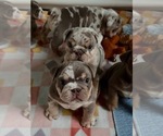 Small #1 English Bulldog