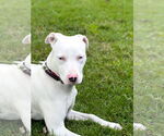 Small Catahoula Leopard Dog Mix