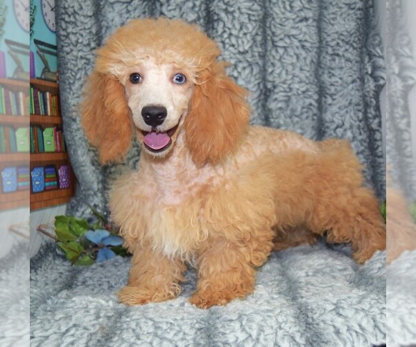 Medium Photo #2 Poodle (Miniature) Puppy For Sale in BARNESVILLE, KS, USA